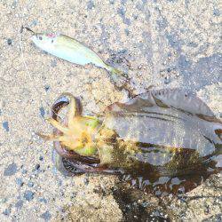 エギングのちウキ釣り